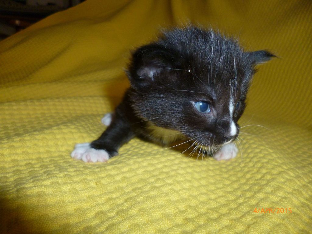 Gatti Norvegesi - cuccioli