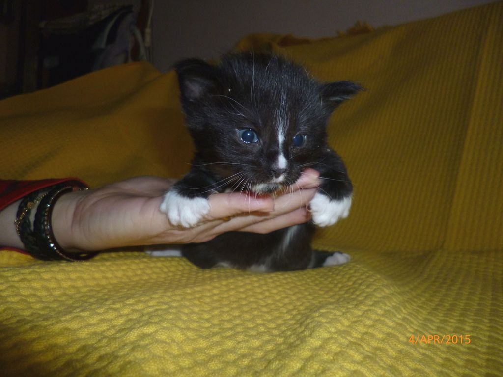 Gatti Norvegesi - cuccioli