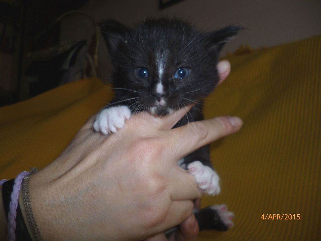Gatti Norvegesi - cuccioli