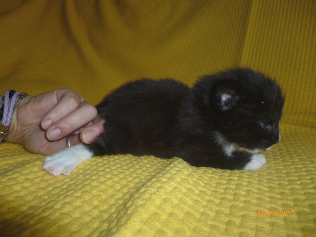Gatti Norvegesi - cuccioli