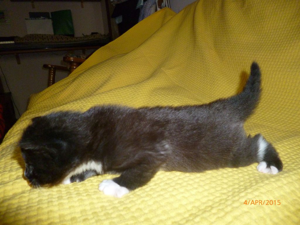 Gatti Norvegesi - cuccioli