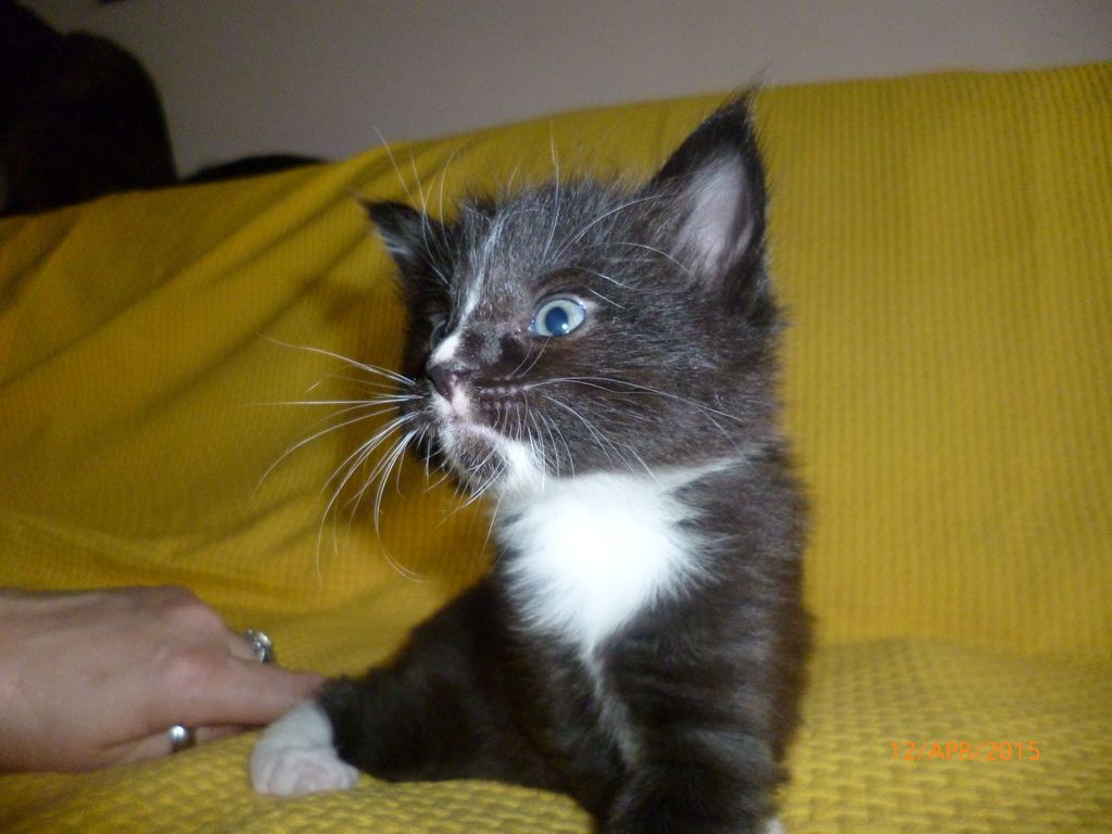 Gatti Norvegesi - cuccioli