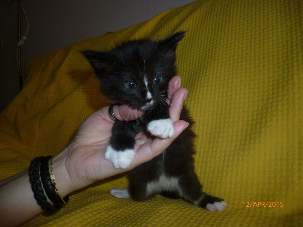 Gatti Norvegesi - cuccioli