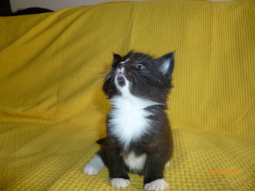 Gatti Norvegesi - cuccioli