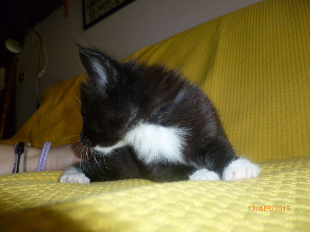 Gatti Norvegesi - cuccioli