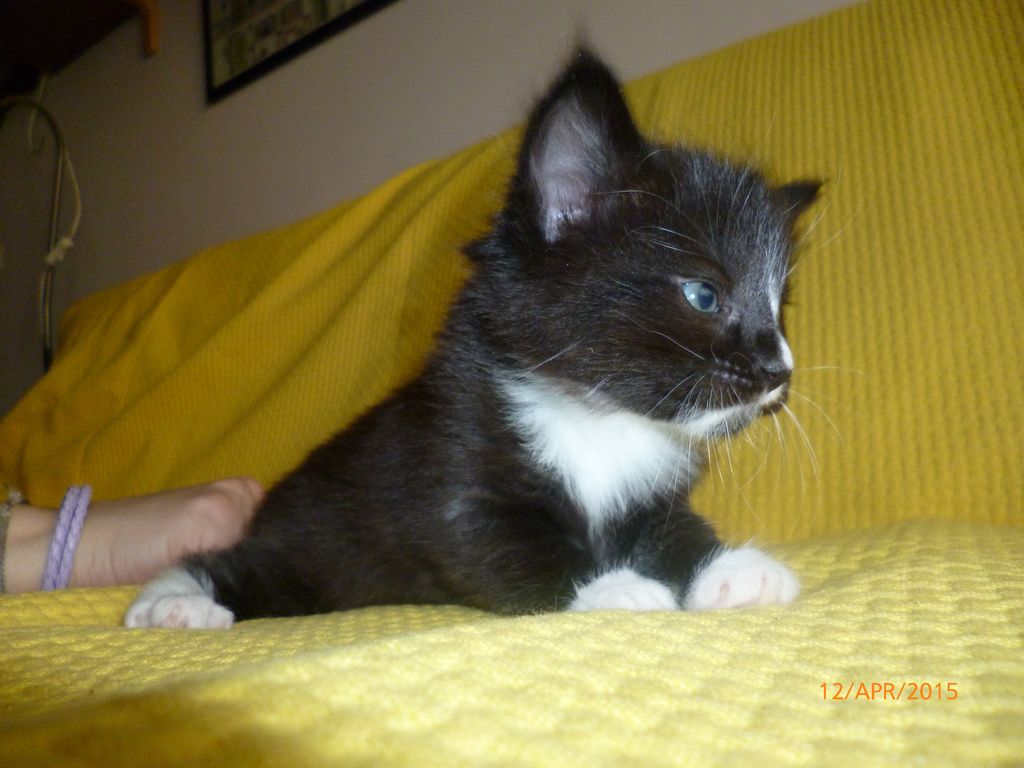 Gatti Norvegesi - cuccioli