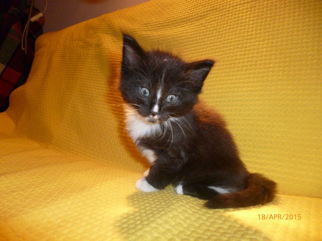 Gatti Norvegesi - cuccioli