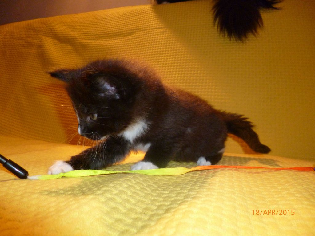 Gatti Norvegesi - cuccioli