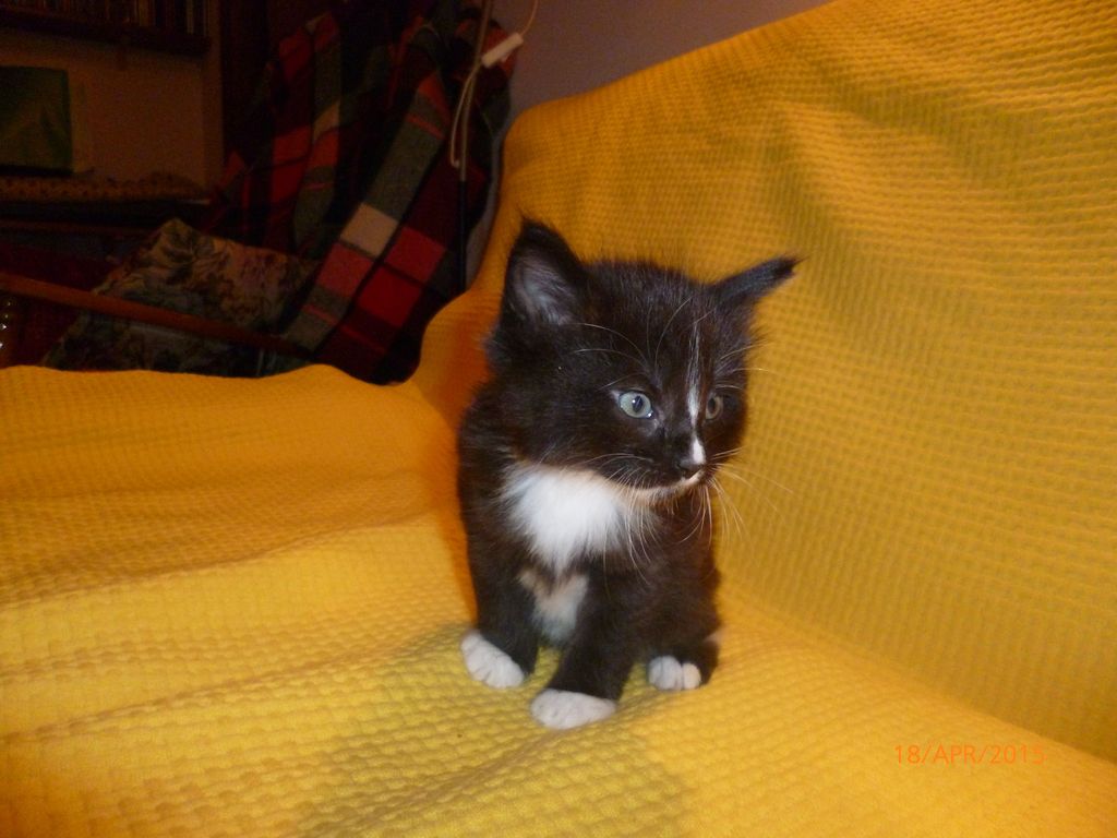 Gatti Norvegesi - cuccioli