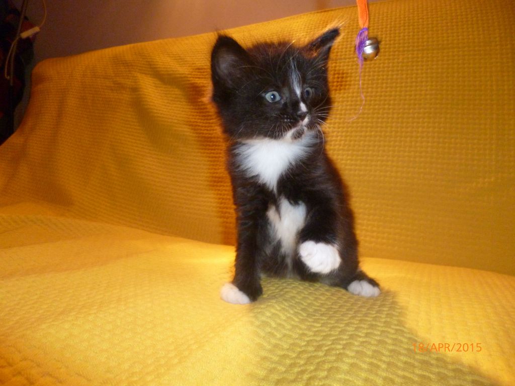 Gatti Norvegesi - cuccioli