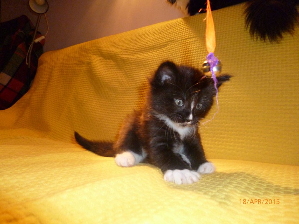 Gatti Norvegesi - cuccioli