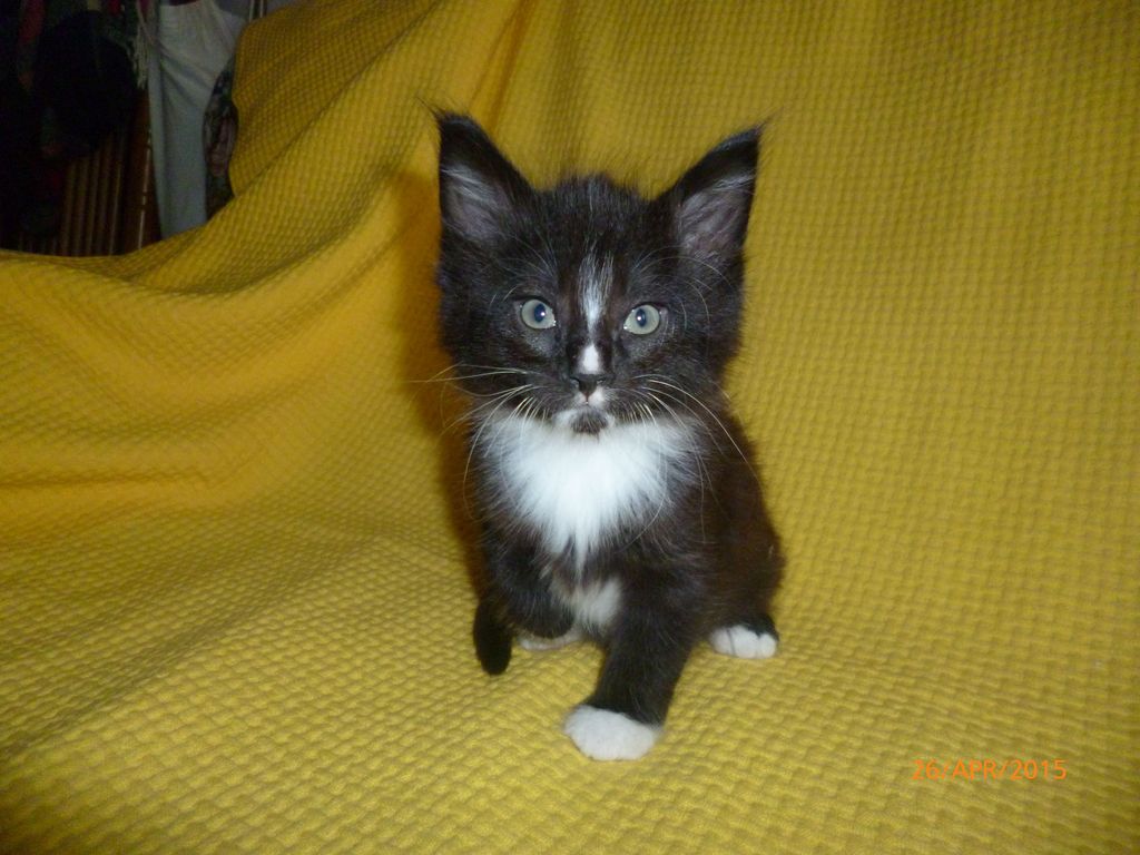 Gatti Norvegesi - cuccioli