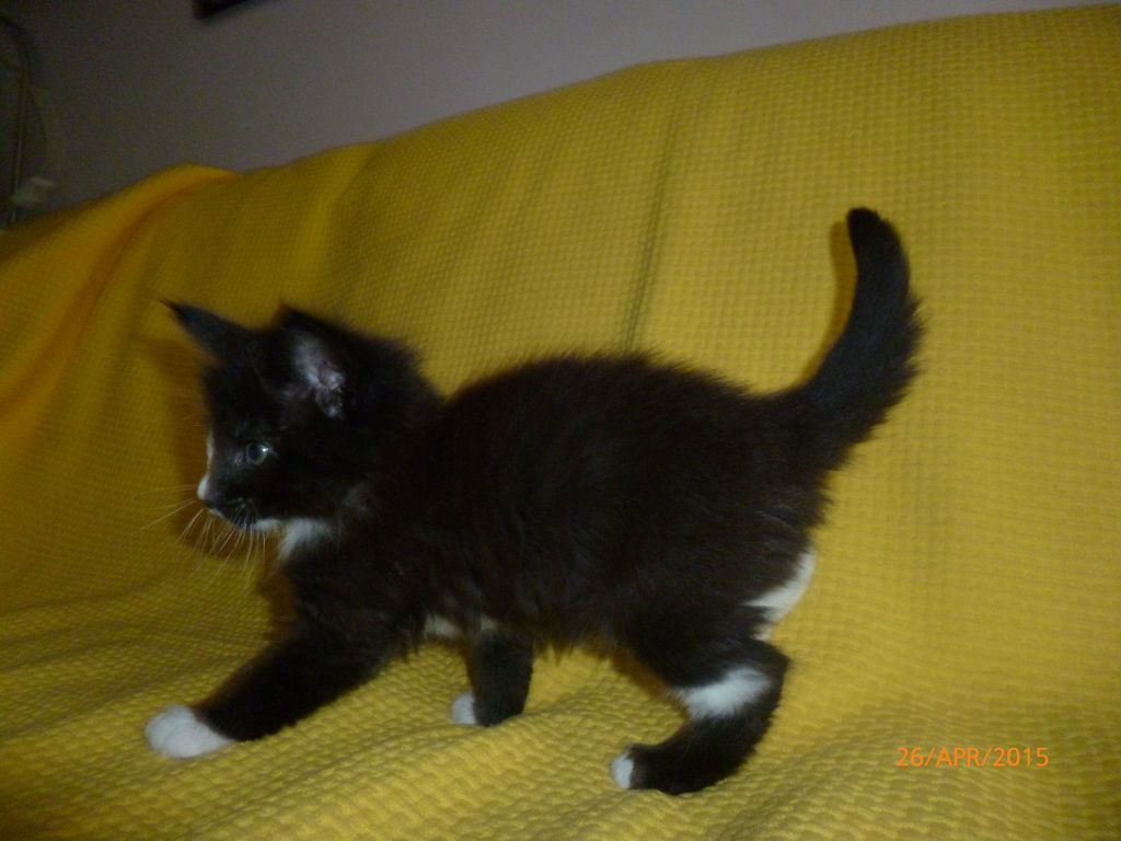 Gatti Norvegesi - cuccioli