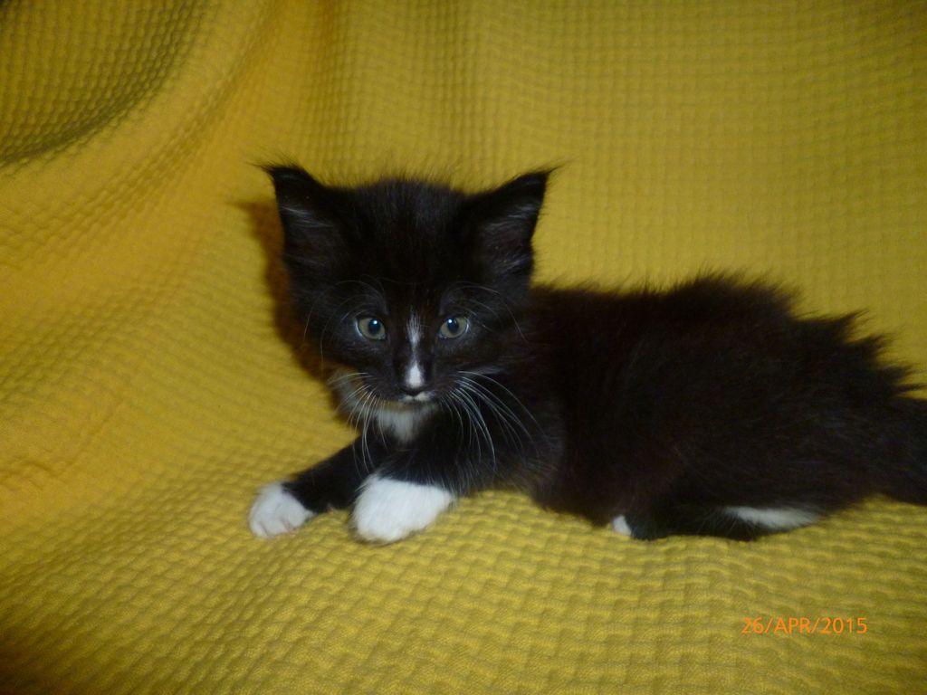 Gatti Norvegesi - cuccioli