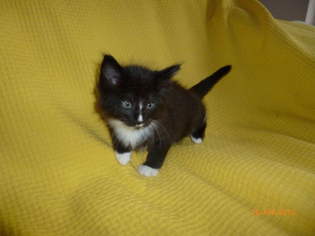 Gatti Norvegesi - cuccioli