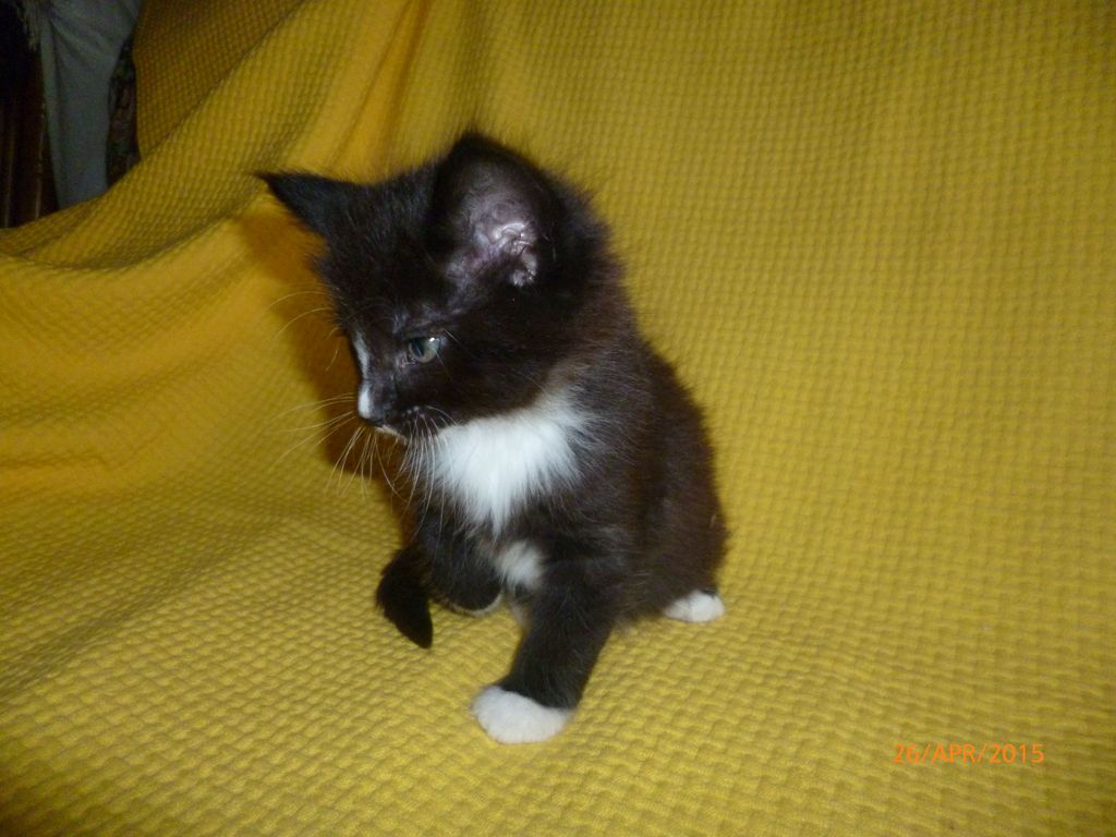 Gatti Norvegesi - cuccioli