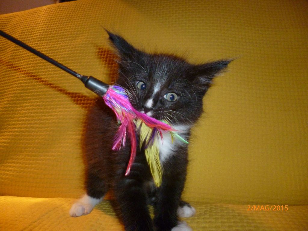 Gatti Norvegesi - cuccioli