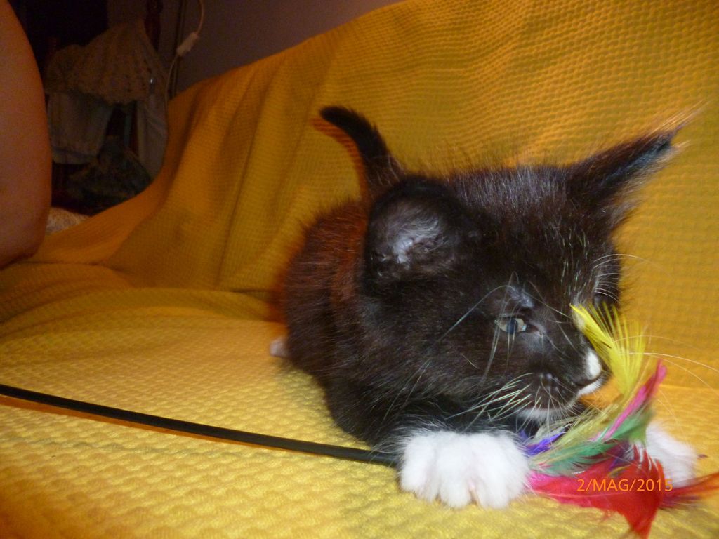 Gatti Norvegesi - cuccioli