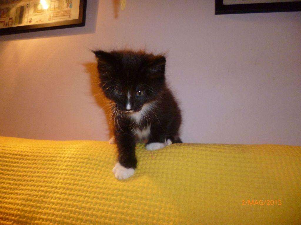 Gatti Norvegesi - cuccioli