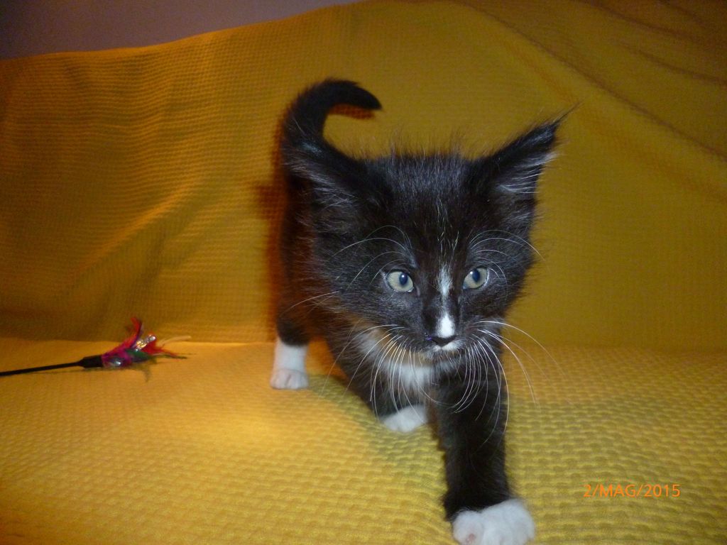 Gatti Norvegesi - cuccioli