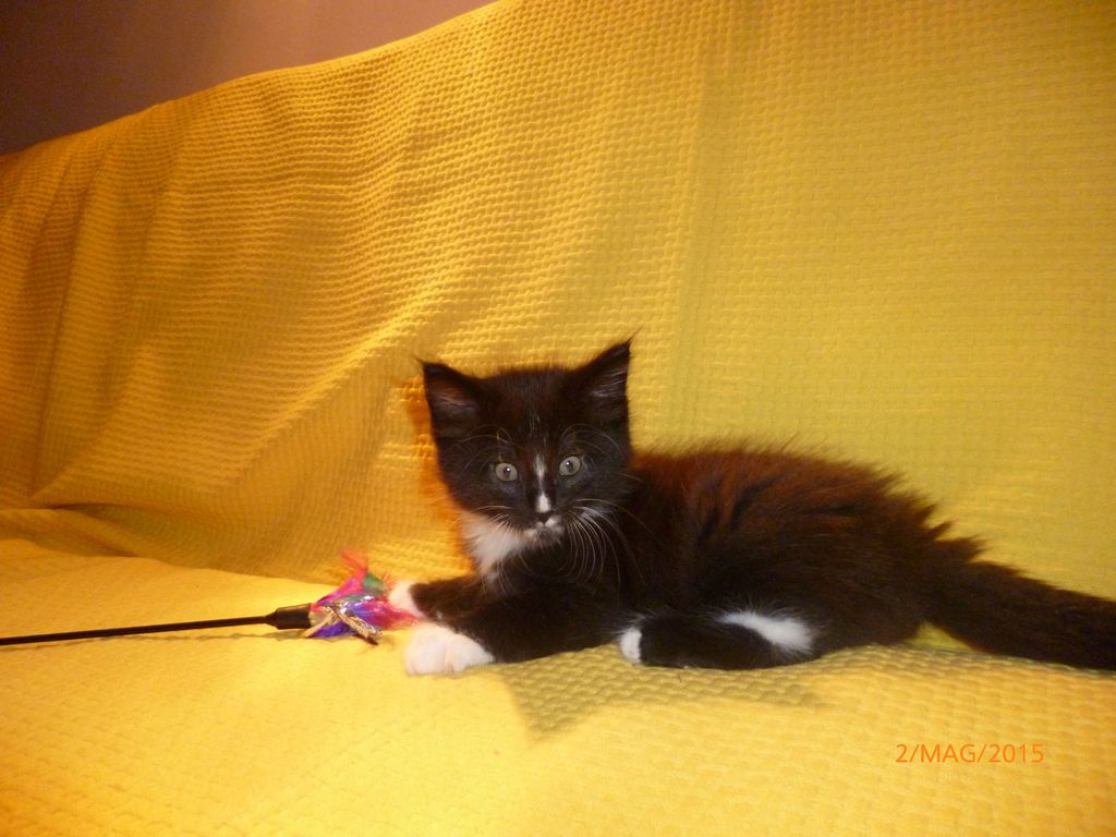 Gatti Norvegesi - cuccioli