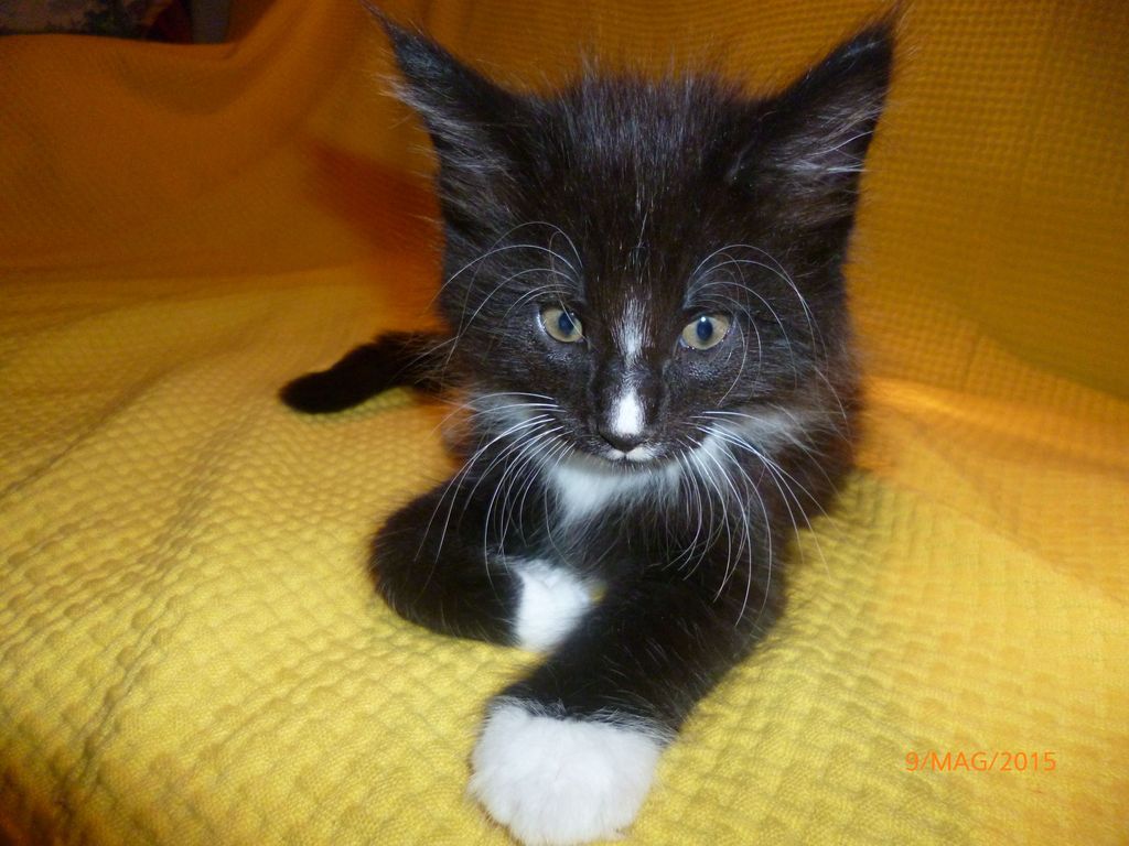 Gatti Norvegesi - cuccioli