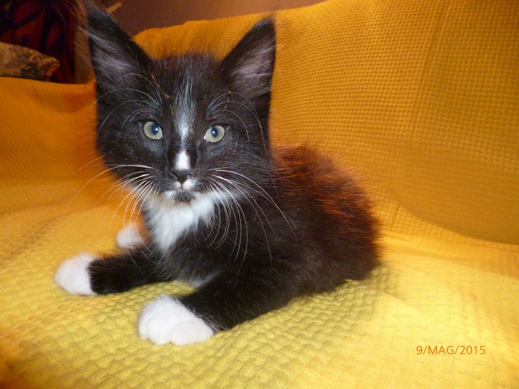 Gatti Norvegesi - cuccioli