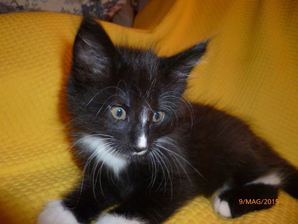 Gatti Norvegesi - cuccioli