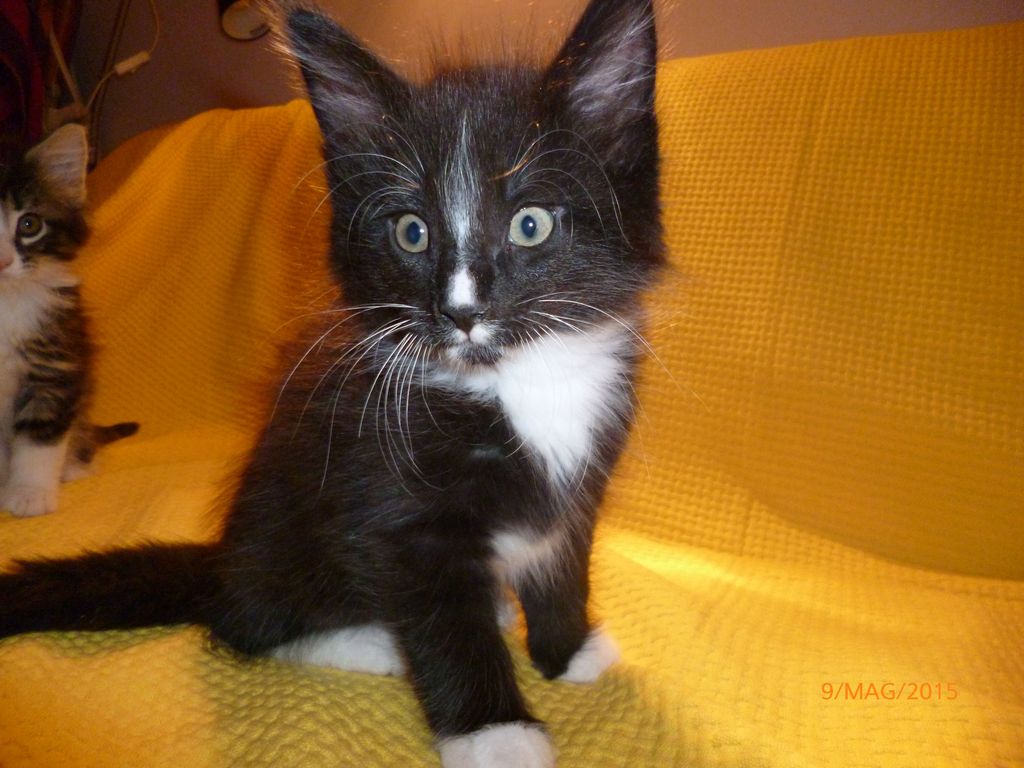 Gatti Norvegesi - cuccioli