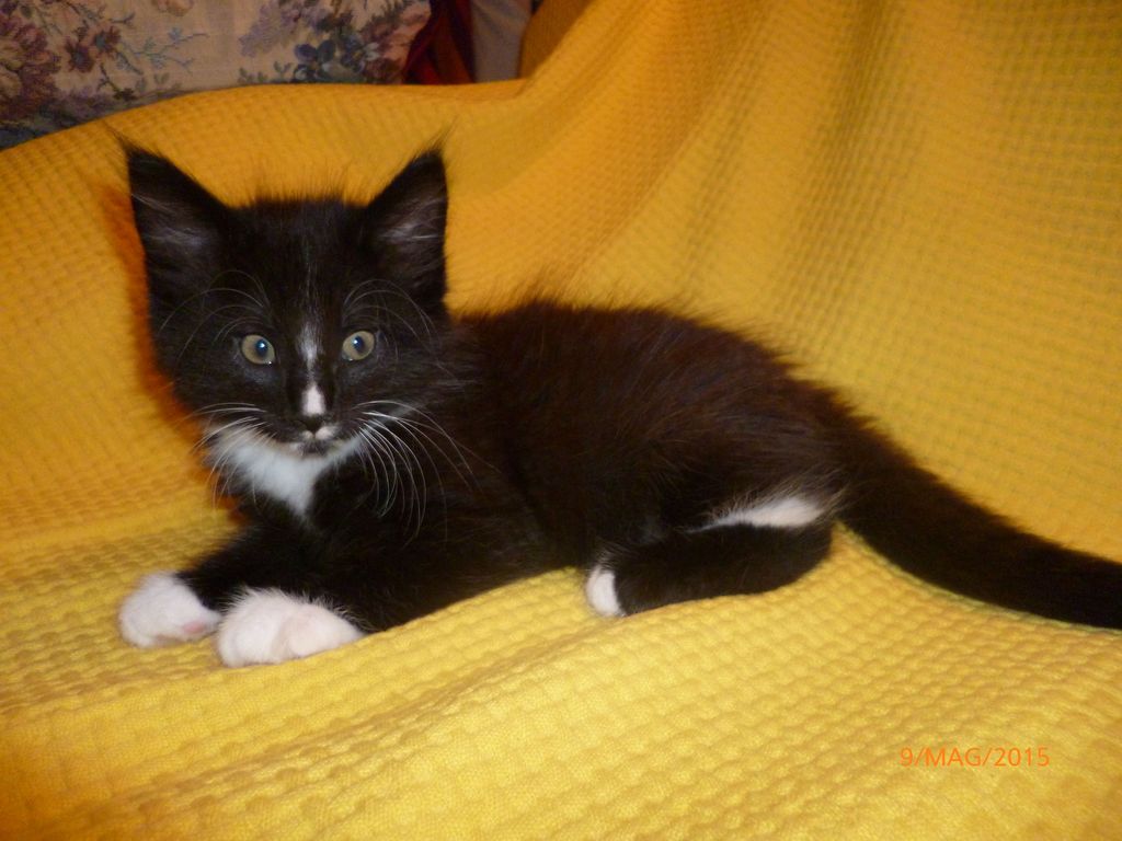 Gatti Norvegesi - cuccioli