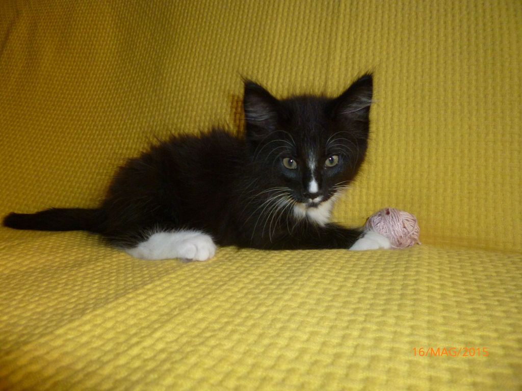 Gatti Norvegesi - cuccioli