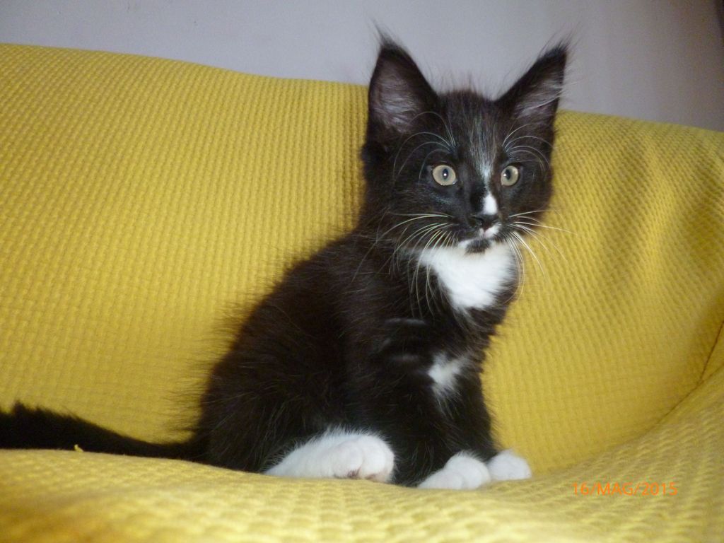 Gatti Norvegesi - cuccioli