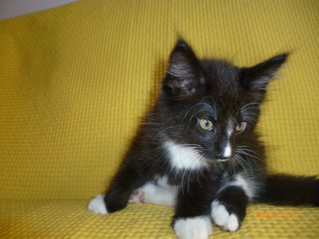 Gatti Norvegesi - cuccioli