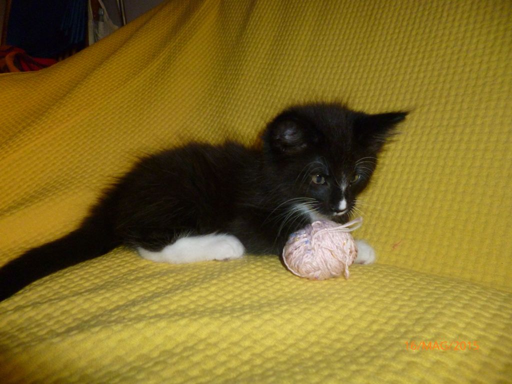 Gatti Norvegesi - cuccioli