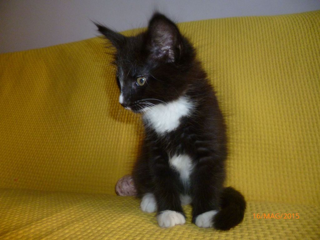 Gatti Norvegesi - cuccioli