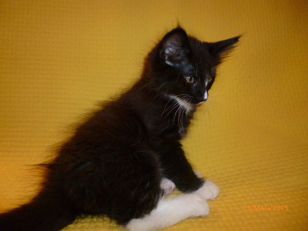 Gatti Norvegesi - cuccioli