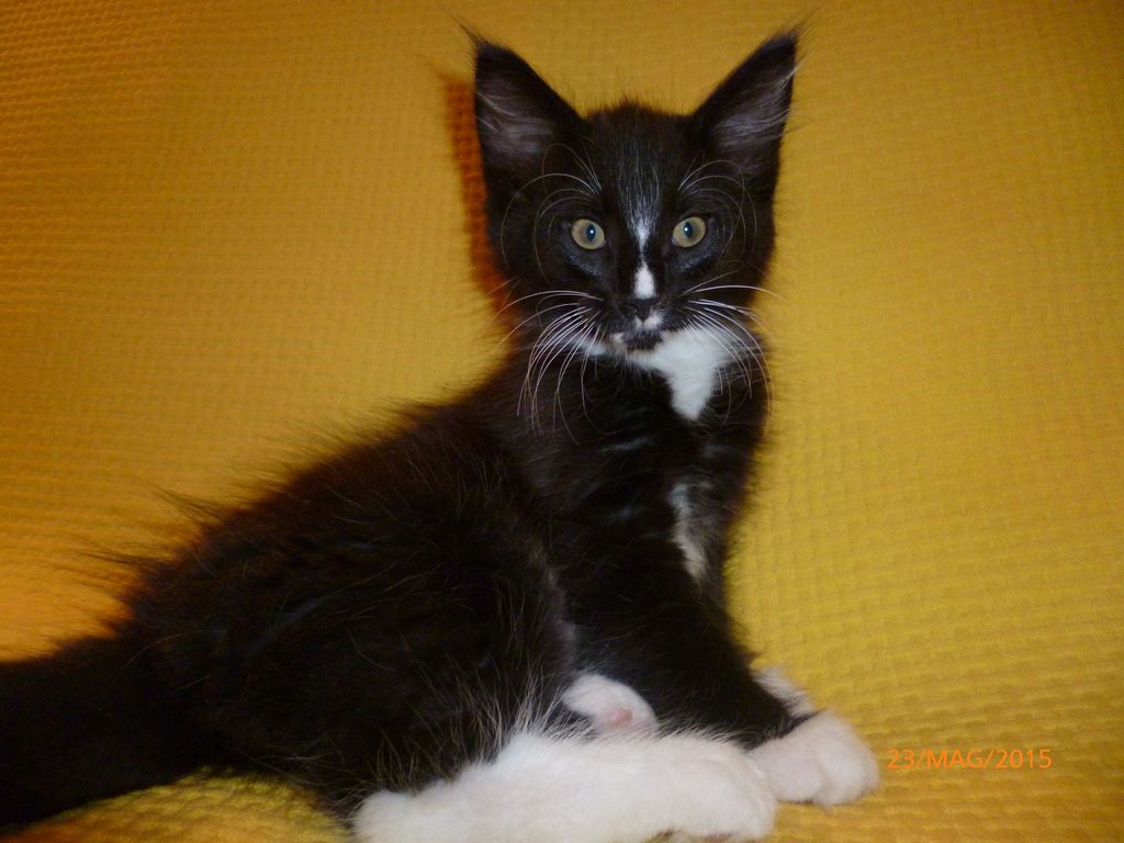 Gatti Norvegesi - cuccioli