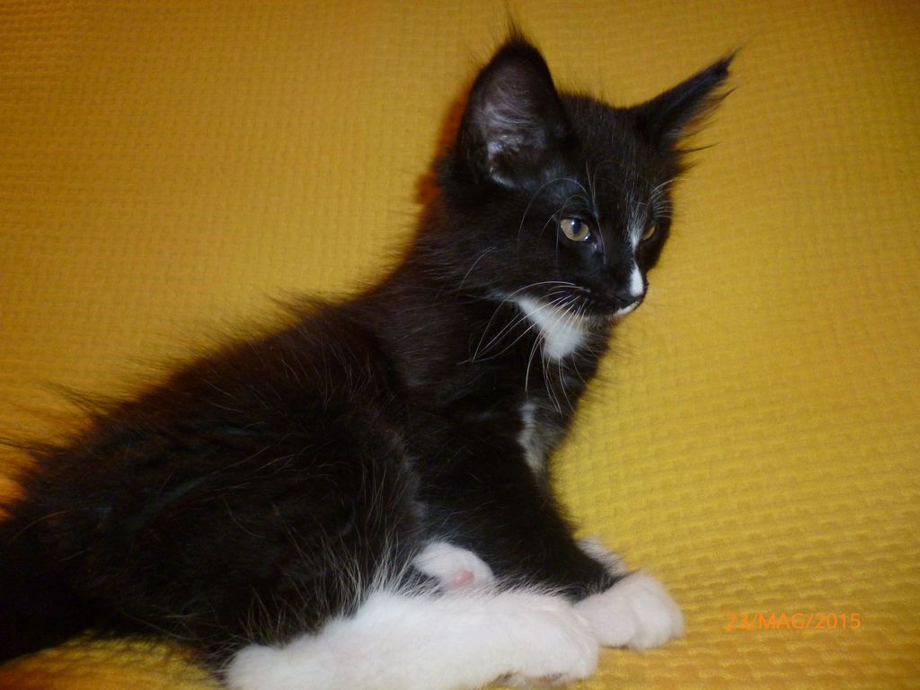 Gatti Norvegesi - cuccioli
