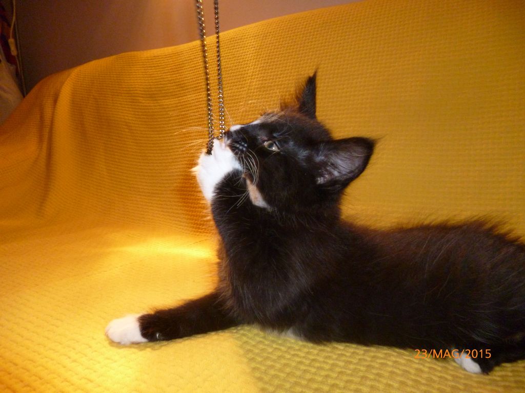 Gatti Norvegesi - cuccioli