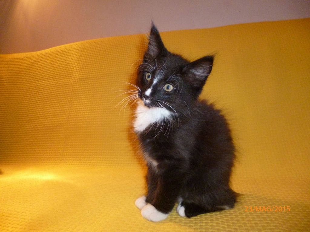 Gatti Norvegesi - cuccioli
