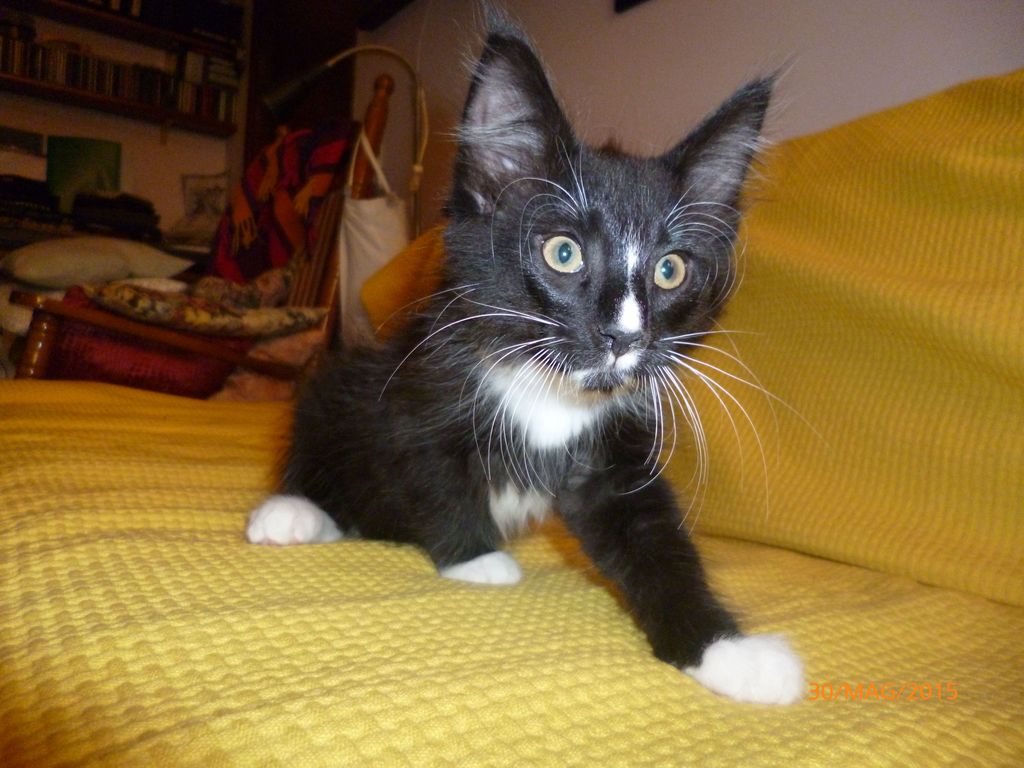 Gatti Norvegesi - cuccioli