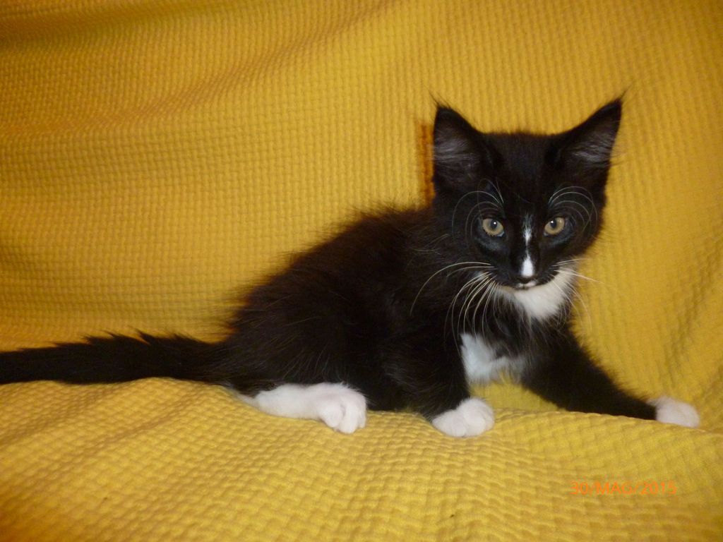 Gatti Norvegesi - cuccioli