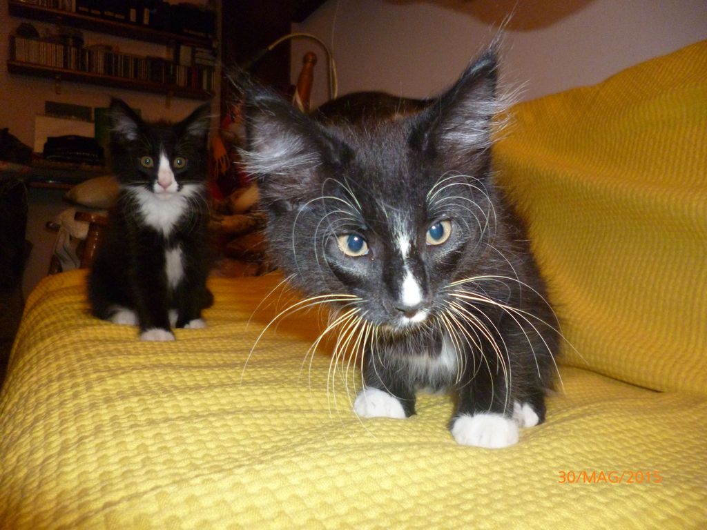 Gatti Norvegesi - cuccioli