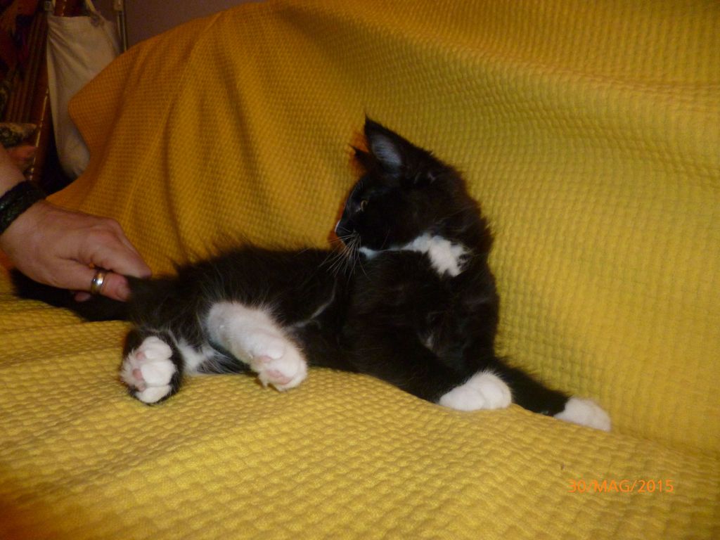 Gatti Norvegesi - cuccioli