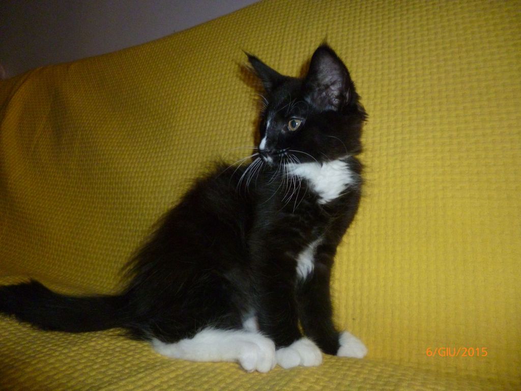 Gatti Norvegesi - cuccioli