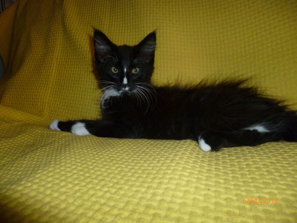 Gatti Norvegesi - cuccioli