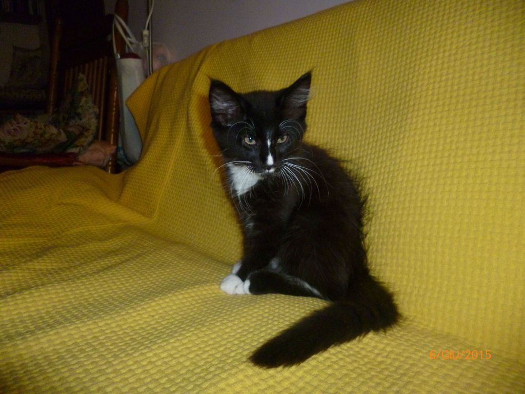 Gatti Norvegesi - cuccioli