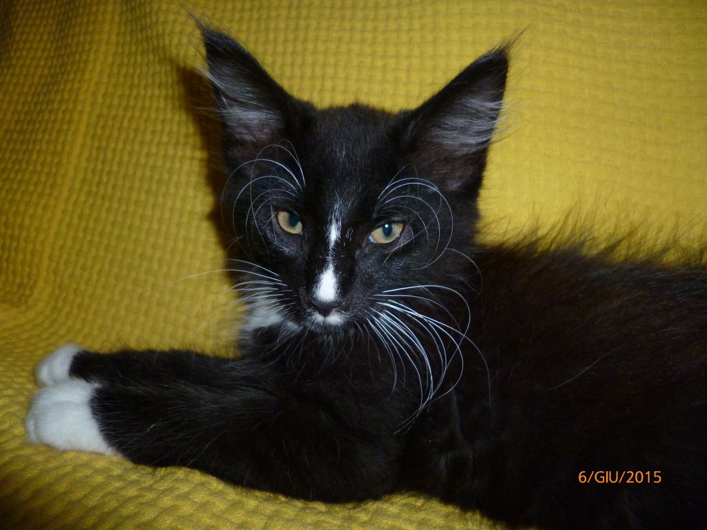 Gatti Norvegesi - cuccioli