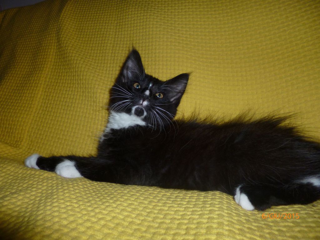 Gatti Norvegesi - cuccioli