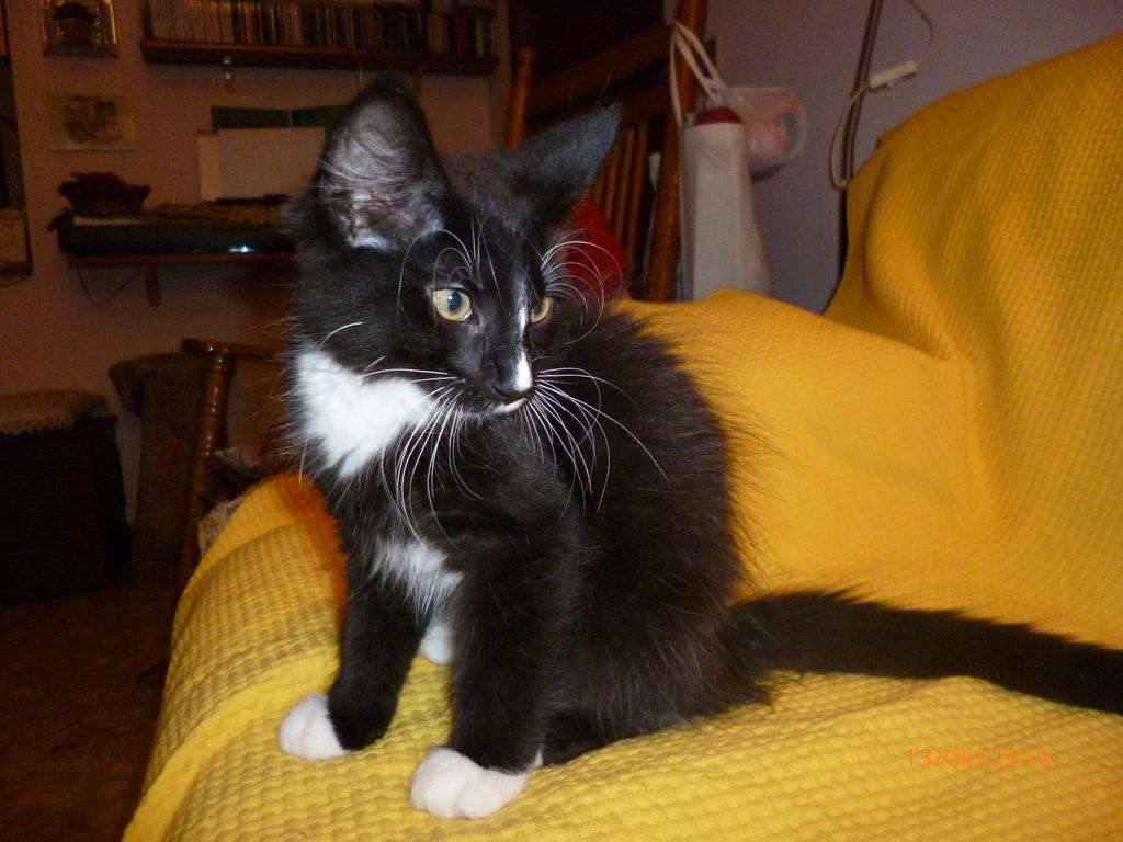 Gatti Norvegesi - cuccioli